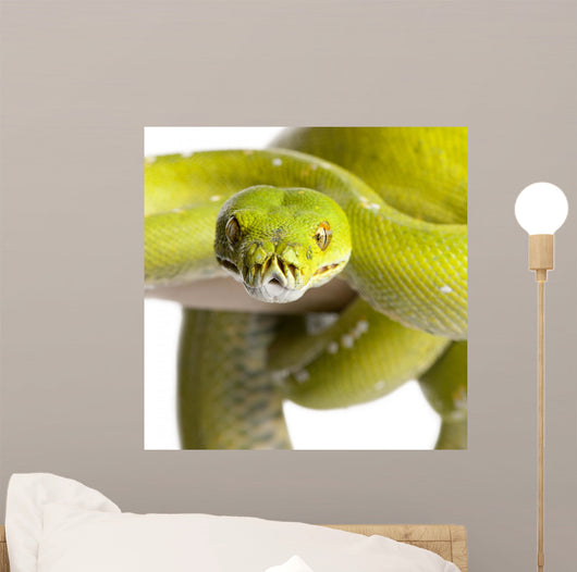 Green Tree Python Wall Decal