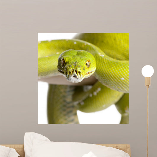 Green Tree Python Wall Decal