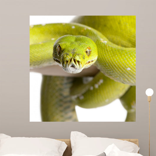 Green Tree Python Wall Decal