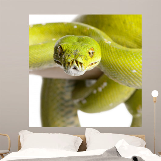 Green Tree Python Wall Decal