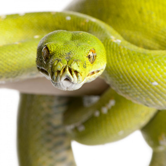 Green Tree Python Wall Decal