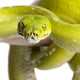 Green Tree Python Wall Decal