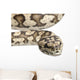 Carpet Python Morelia Spilota Wall Decal