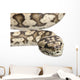 Carpet Python Morelia Spilota Wall Decal