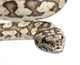 Carpet Python Morelia Spilota Wall Decal