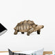 African Spurred Tortoise Wall Decal