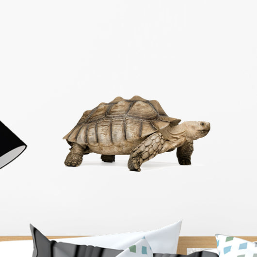 African Spurred Tortoise Wall Decal