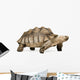African Spurred Tortoise Wall Decal
