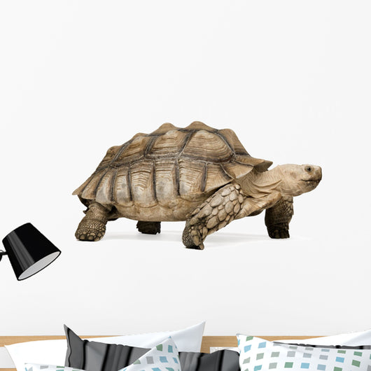 African Spurred Tortoise Wall Decal