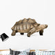 African Spurred Tortoise Wall Decal
