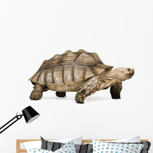 African Spurred Tortoise Wall Decal