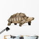 African Spurred Tortoise Wall Decal