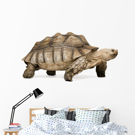 African Spurred Tortoise Wall Decal