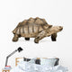 African Spurred Tortoise Wall Decal