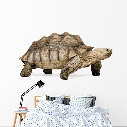 African Spurred Tortoise Wall Decal