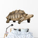 African Spurred Tortoise Wall Decal