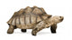 African Spurred Tortoise Wall Decal