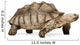African Spurred Tortoise Wall Decal