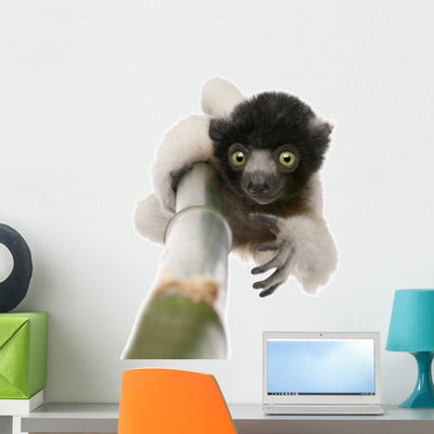 Young Crowned Sifaka Wall Decal shown on a wall