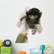 Young Crowned Sifaka Wall Decal