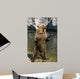 Braunbr1 Wall Decal