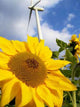 Sunflower Energy Pinwheel Renewable Wall Decal