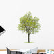 Walnut Tree Wall Decal