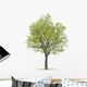 Walnut Tree Wall Decal