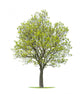 Walnut Tree Wall Decal