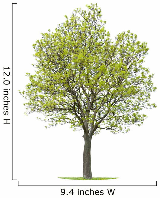 Walnut Tree Wall Decal