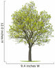 Walnut Tree Wall Decal