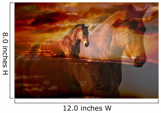 Dream Horse Wall Decal