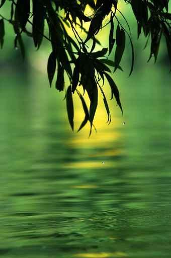 Emerald River Wall Decal