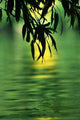 Emerald River Wall Decal