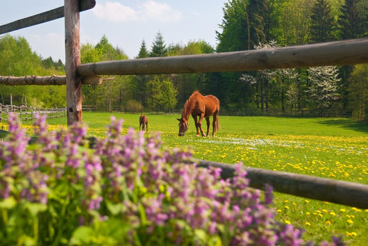 Horses Paddock Wall Decal