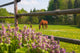 Horses Paddock Wall Decal