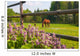 Horses Paddock Wall Decal