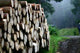 Forest 13 Wall Decal