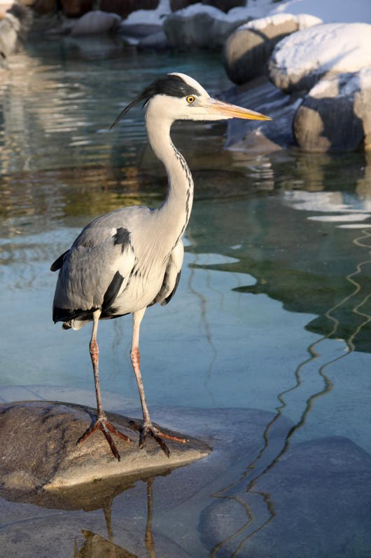 Gray Heron Ardea Cinerea Wall Decal