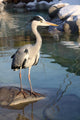 Gray Heron Ardea Cinerea Wall Decal