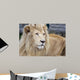 White Lion Wall Decal
