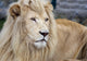 White Lion Wall Decal