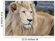 White Lion Wall Decal