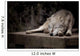 Sleeping Wolf Wall Decal