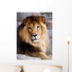 Lion Wall Decal Design 2