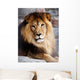 Lion Wall Decal Design 2