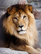 Lion Wall Decal Design 2