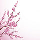 Cherry Blossom Wall Decal
