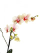 Orchid Wall Decal