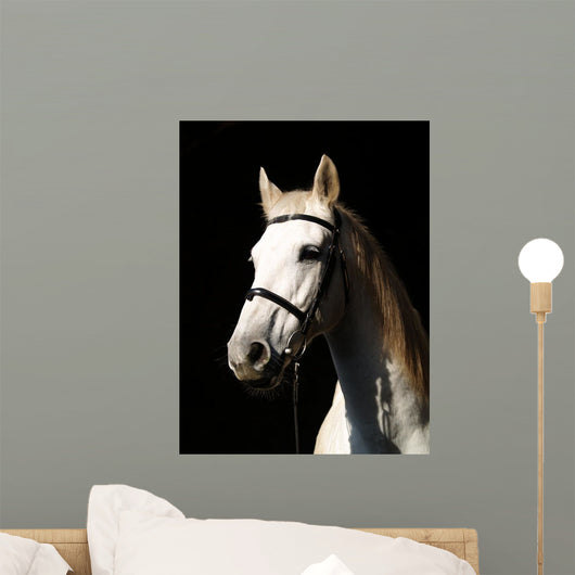 Pferd Vor Dunklem Hintergrund Wall Decal